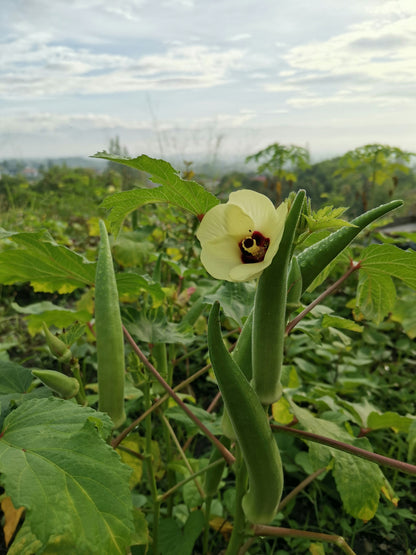 Okra