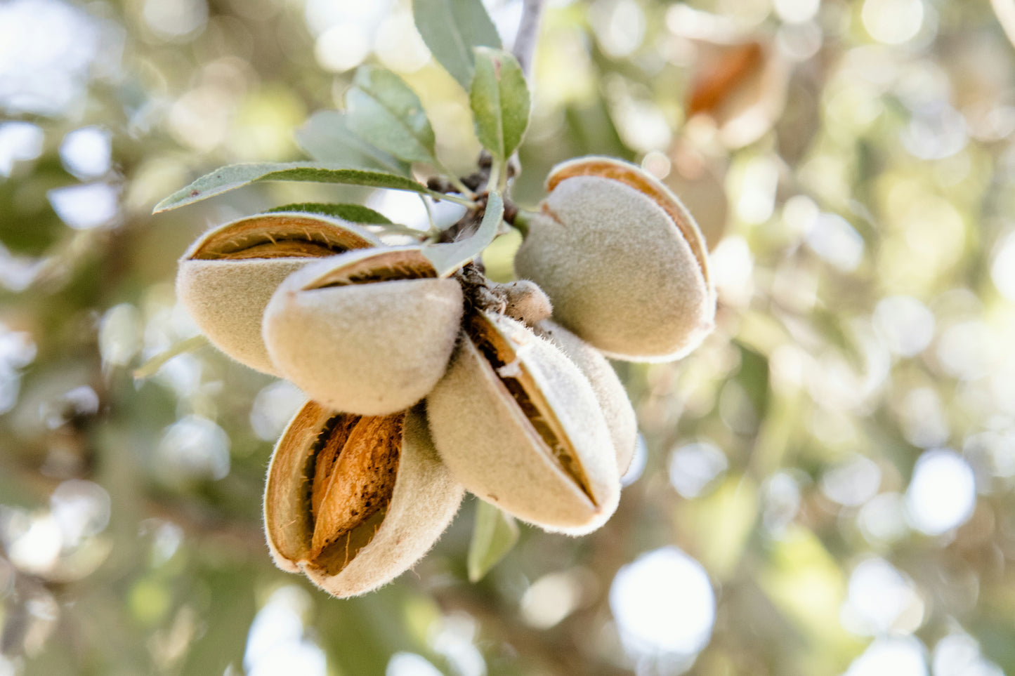 Almond
