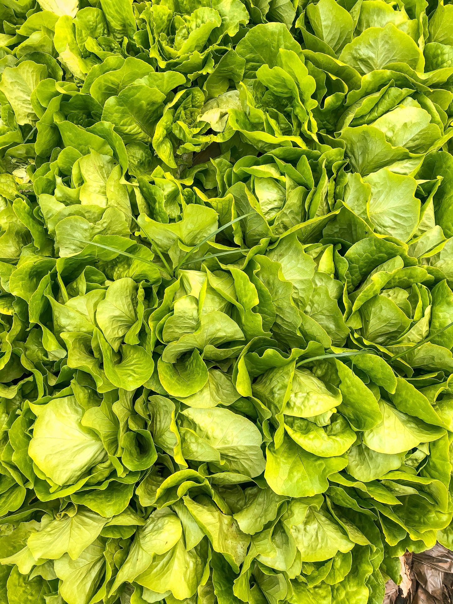 Lettuce