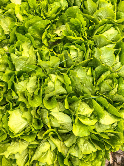 Lettuce