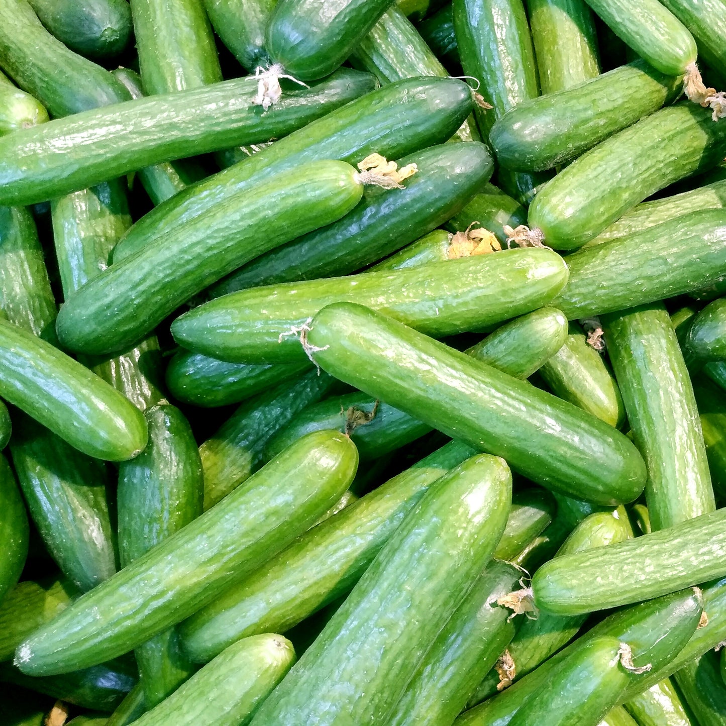 Cucumbre
