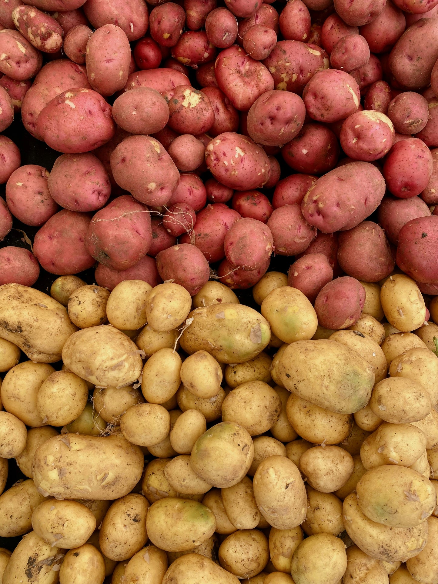 Potato