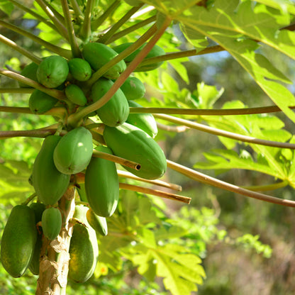 Papaya