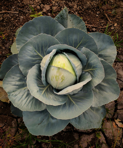 Cabbage