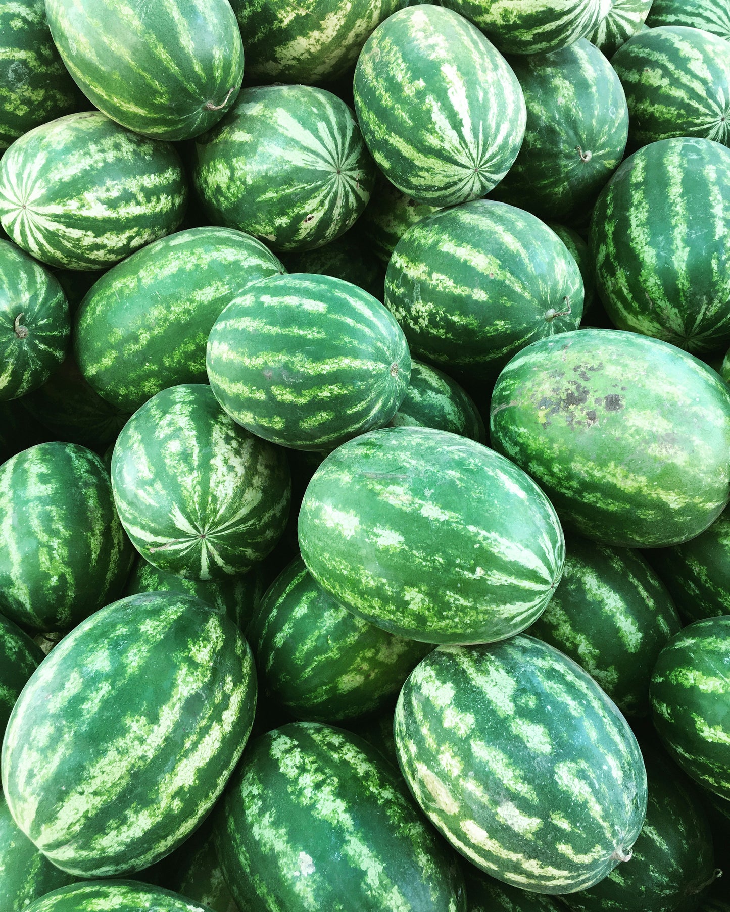 Red Melon