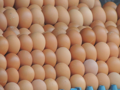 Fresh Eggs