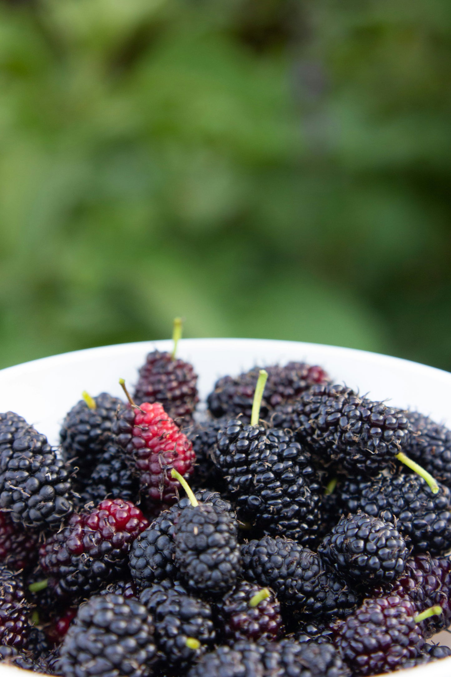 Raspberry