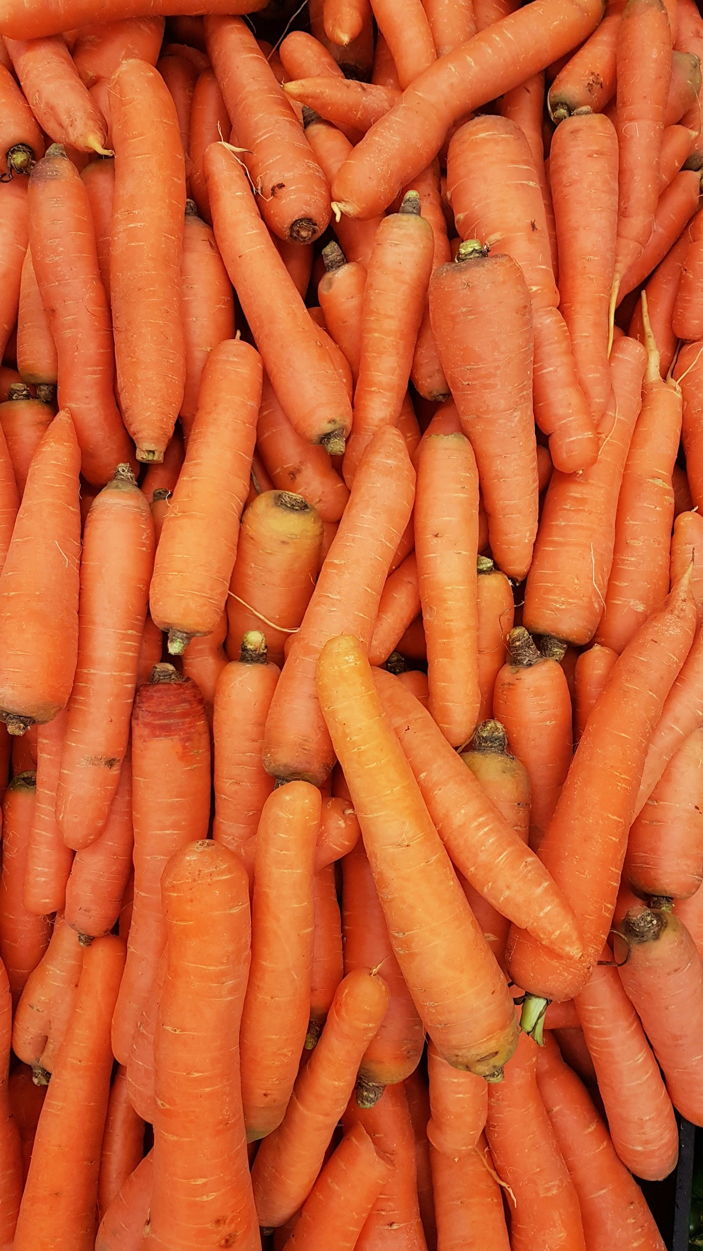 Carrot
