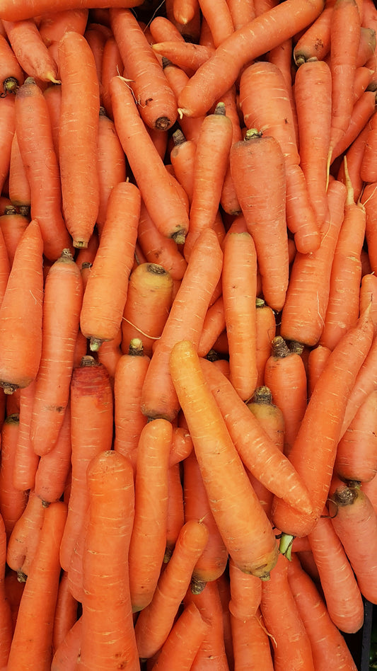 Carrot