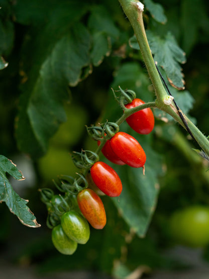 Cherry Tomato