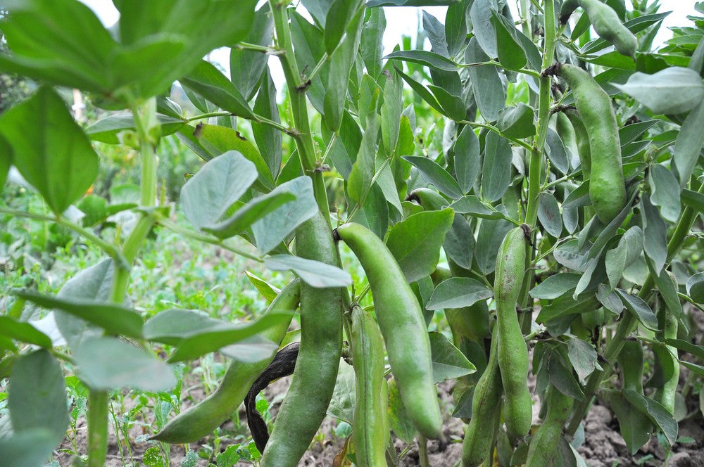 Fava