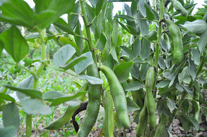 Fava