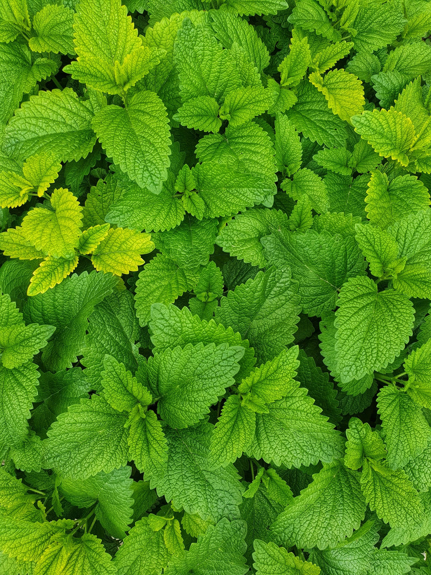 Mint