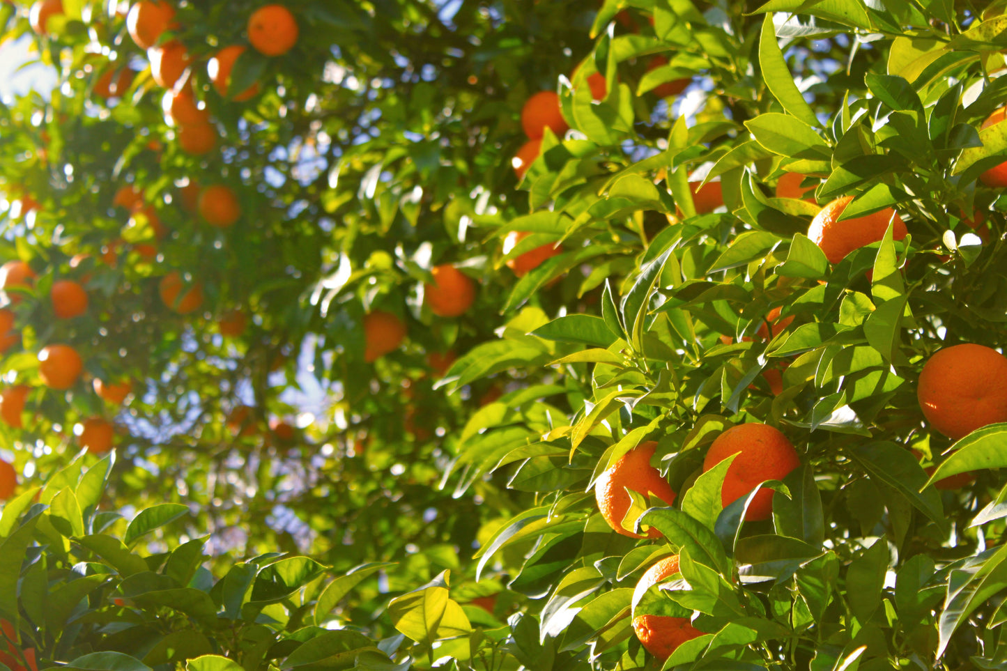 Mandarin