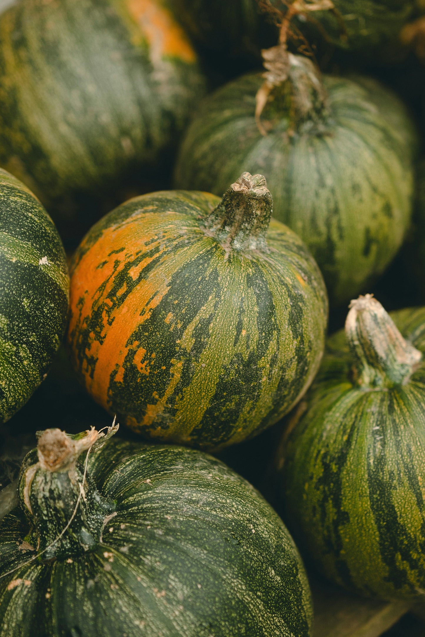 Round Zucchini