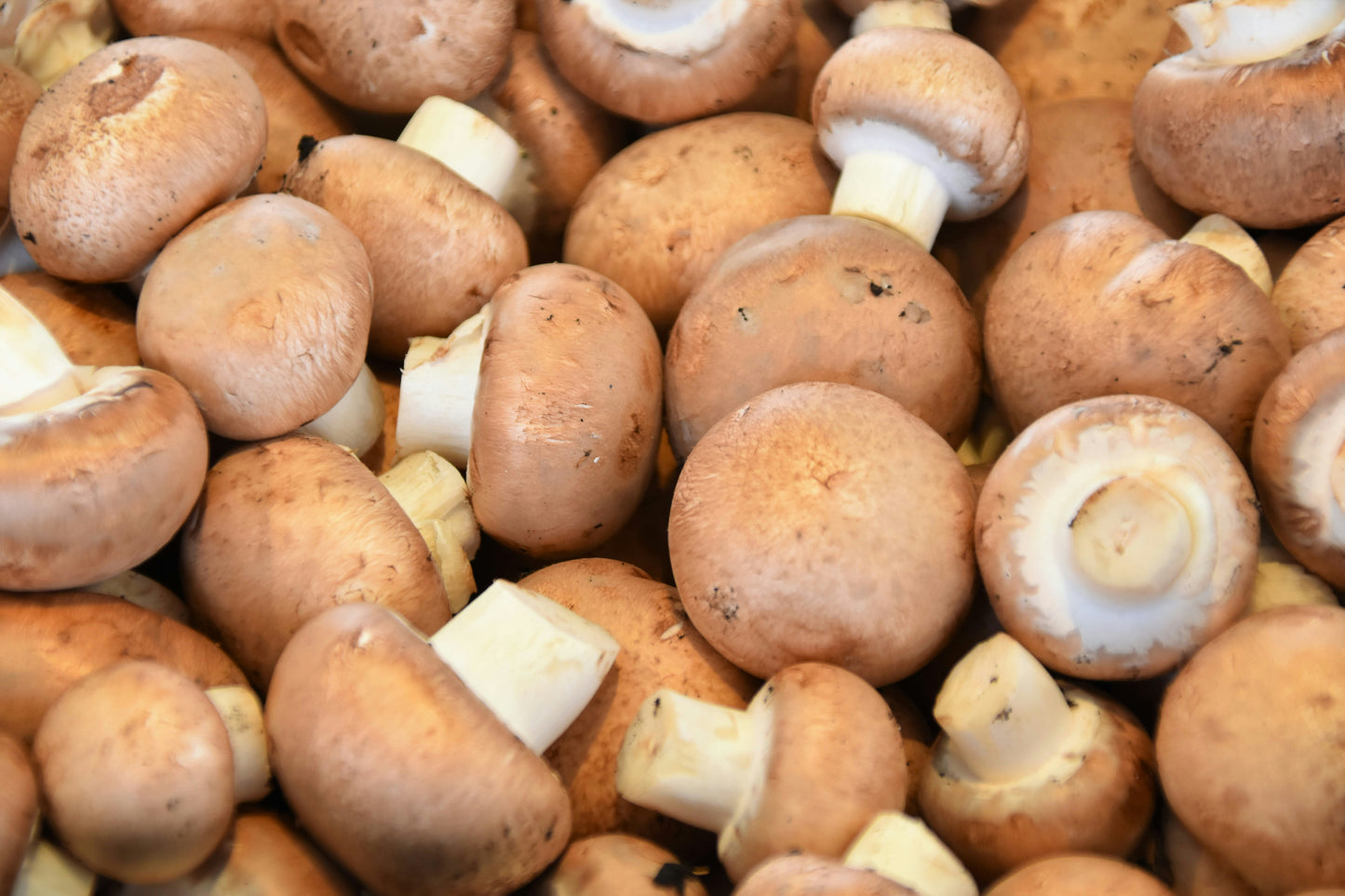 Mushroom