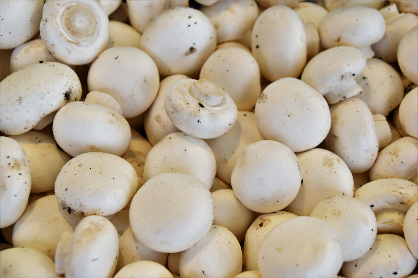 Mushroom