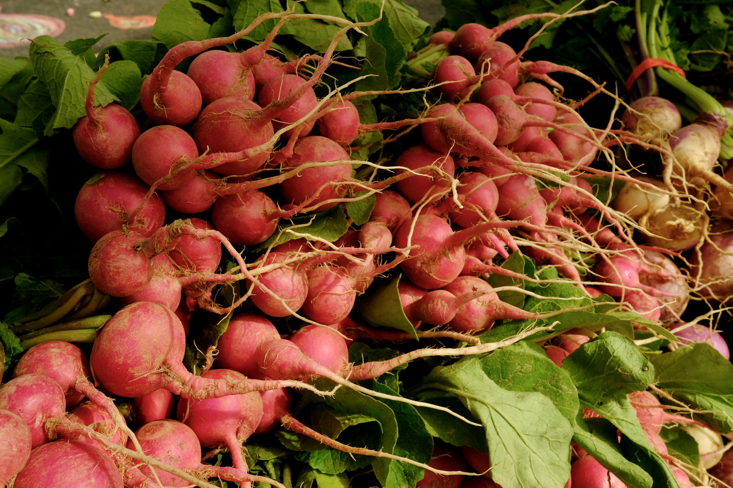 Turnip